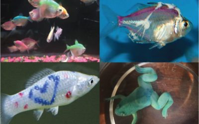 Death by Dye: Ending the Sale of Dyed Fish in Northeast Wisconsin