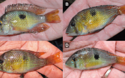 New Eartheater Cichlid from Argentina