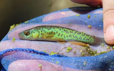 U.S. FWS Proposes Endangered Status for Barrens Topminnow