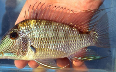 New Eartheater Cichlid: Satanoperca curupira