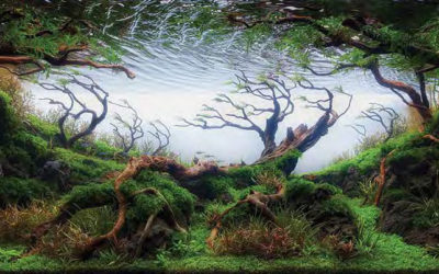 Enchanting Aquascapes: AGA Aquascape Winners 2017