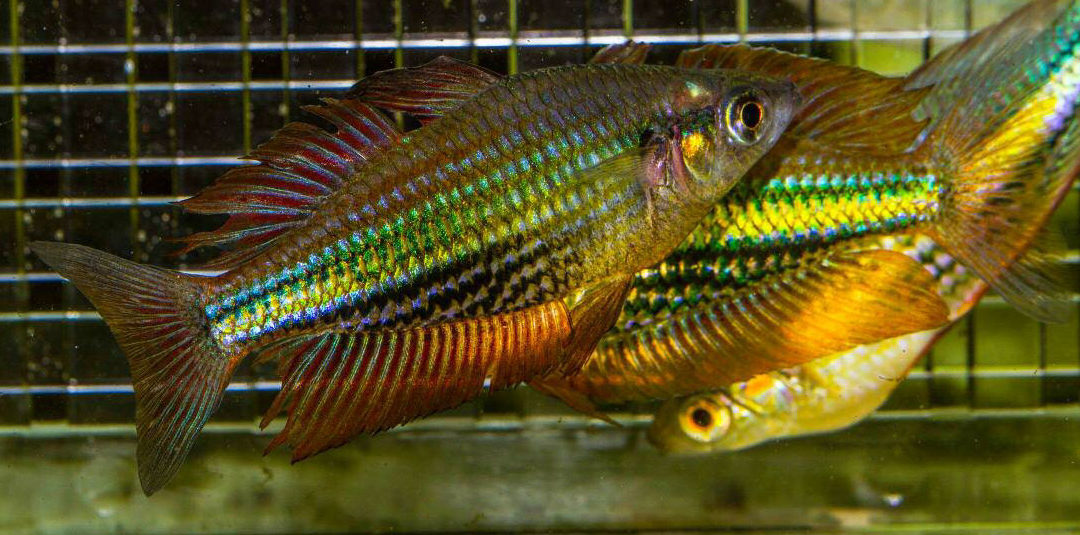 Captive-Bred Rainbowfish Going Back into the Wild