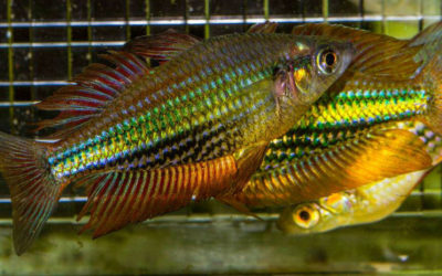 Captive-Bred Rainbowfish Going Back into the Wild