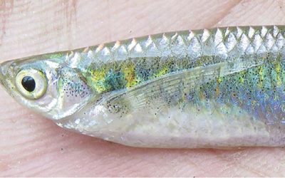 Laubuka tenella, a Shimmering New Danio Species