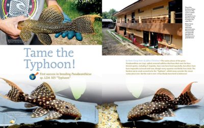 AMAZONAS Magazine “RARE CATS!” Inside Look