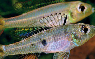 VIDEO: Charming Dwarf Cichlid, Biotoecus opercularis “Rio Uaicurapa”