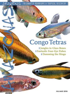 AMAZONAS Magazine, Volume 7, Number 4, CONGO TETRAS!, offers advice on the care and breeding of both classic and new species from Central Africa. On the cover: Composite of Congo Tetras, family Alestidae. Images: F. Wang.
