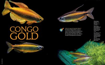 AMAZONAS Magazine “CONGO TETRAS!” Inside Look