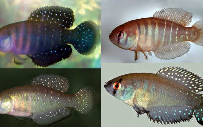 Scientists Discover a New Species of Endangered Killifish