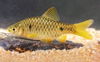 VIDEO: A Hidden Golden Pethia Barb from India