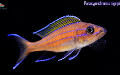 Paracyprichromis nigripinnis: A Thing of Beauty