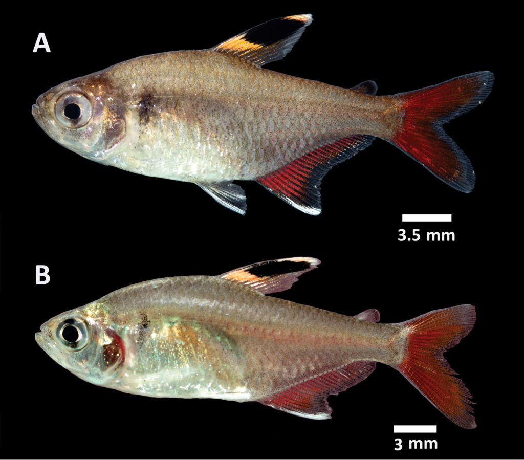 Two freshly-collected live paratypes of the newly-described Hyphessobrycon piorskii, collected in the Muni River Basin, Maranhão State, Brazil.