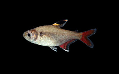 Gorgeous New Tetra Species Described