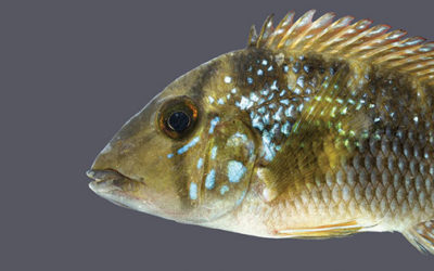 Geophagus Welcomes Three New Species