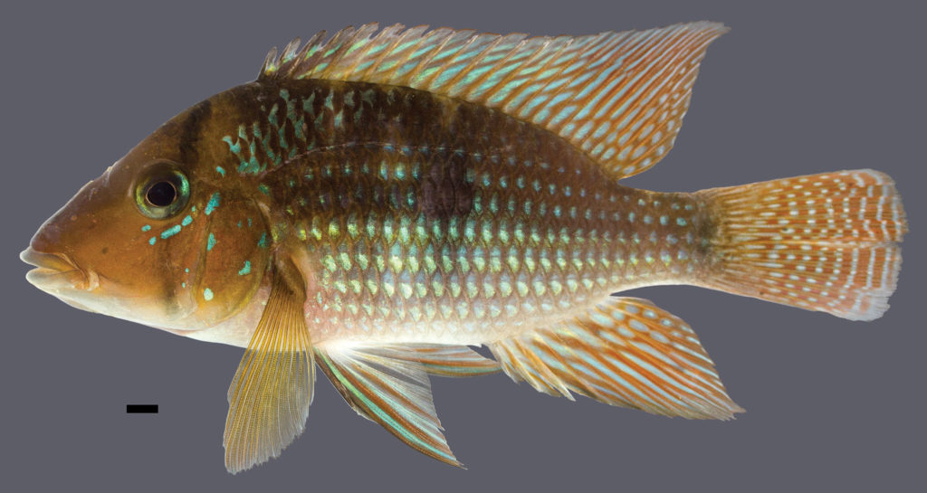 The holotype for Geophagus santosi measures 110.6 mm SL and was collected in the Mariana River in the Bahai state of Brazil. Image credit: J.L.O. Mattos.