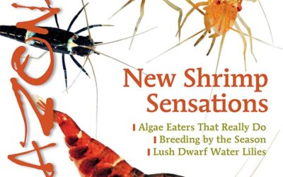 AMAZONAS Magazine “NEW SHRIMP SENSATIONS” Inside Look