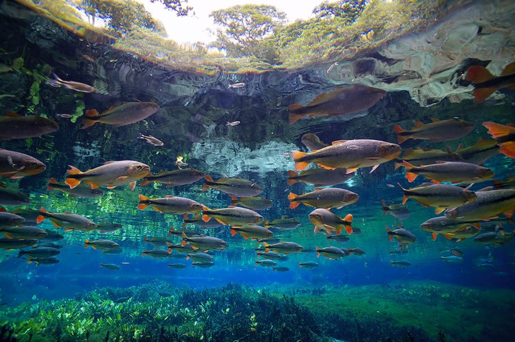 Shoal: in the sense above, a loose grouping of fish. Or, as organizers hope, a cohesive multi-organizational approach to protecting freshwaters around the globe. Shown here: Piraputanga (Brycon hilarii), Mato Grosso do Sul, Brazil © Michel Roggo