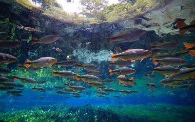 Shoal: Working Together to Conserve Freshwater Fish