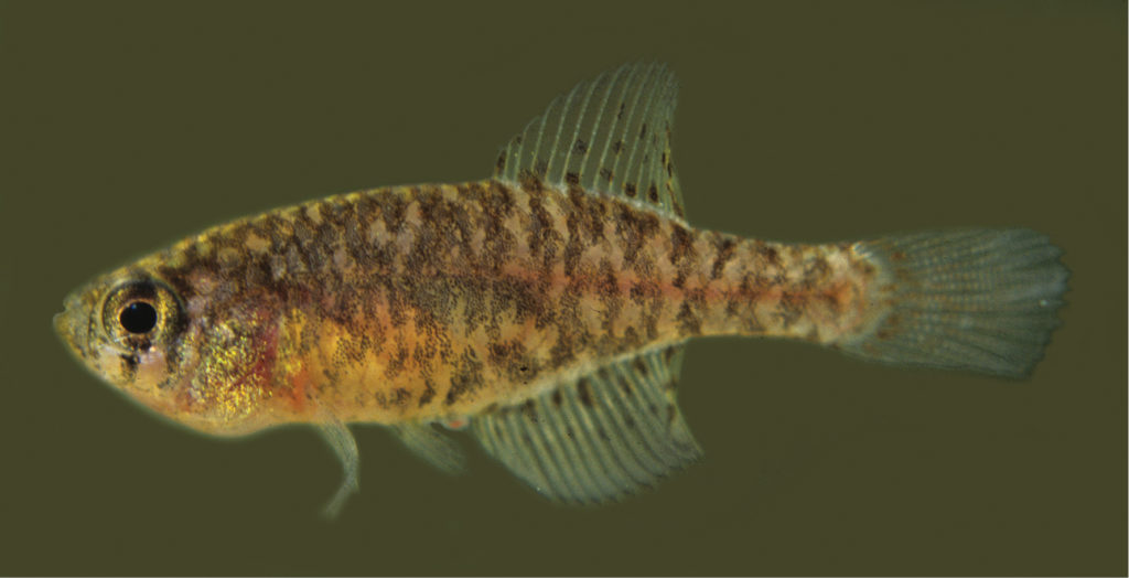 A female paratype of Spectrolebias gracilis from the Canabrava floodplains measuring 17.8 mm SL. It's likely that the females of S. gracilis and S. costae would be indistinguishable to most hobbyists, which is why knowing where your fish came from and avoiding population mixing can be critical to keeping captive species lines clean. Image credit: Costa & Amorim, CC BY 4.0