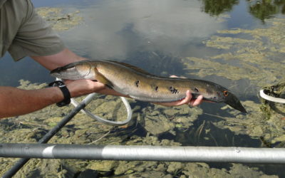 FWC Votes to Reorganize Florida’s Nonnative Species Rules