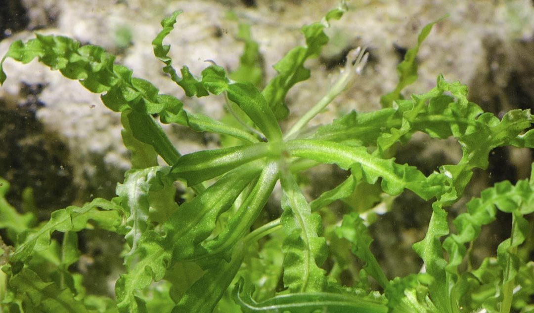 Plant Spotlight: Pogostemon helferi “Little Star Plant”