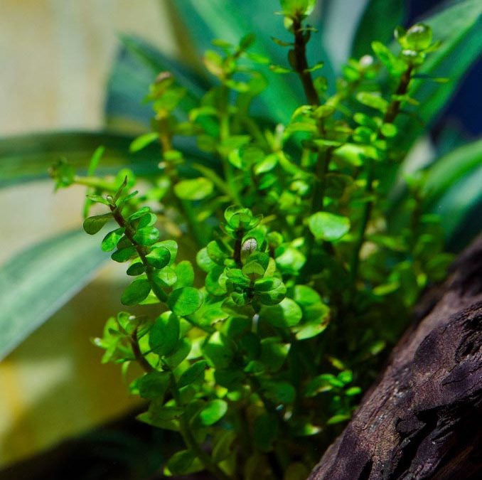 Plant Spotlight: Rotala indica