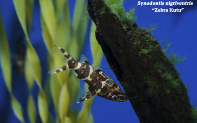 Squeaky Clean: Three Excellent Synodontis Species For Your Aquarium