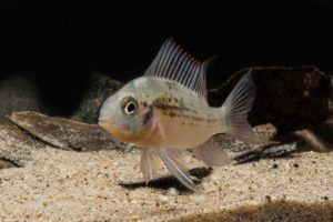 The Bolivian Ram, Mikrogeophagus altispinosus, is the only cichlid recommended to beginners by the AMAZONAS editorial staff. Image credit: Mike Tuccinardi.