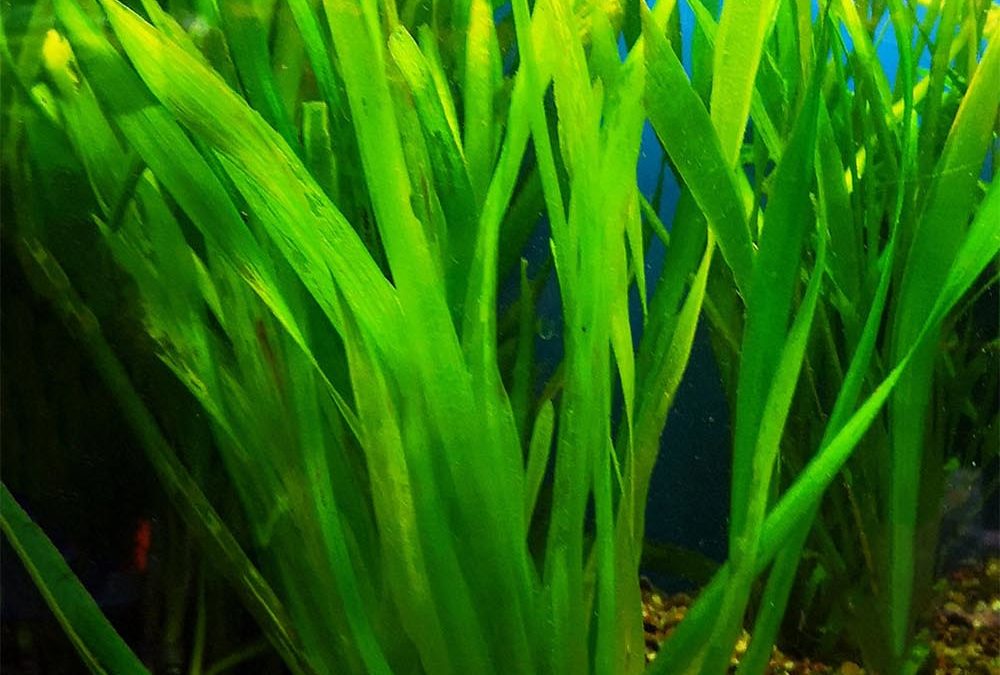 Plant Spotlight: Jungle Val, Vallisneria americana “Gigantea”