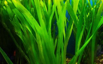 Plant Spotlight: Jungle Val, Vallisneria americana “Gigantea”