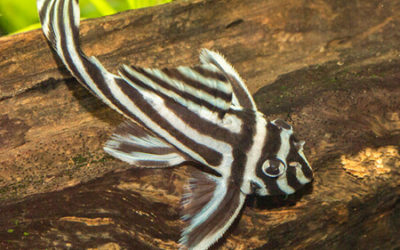 Take the Zebra Pleco Keeper’s Survey