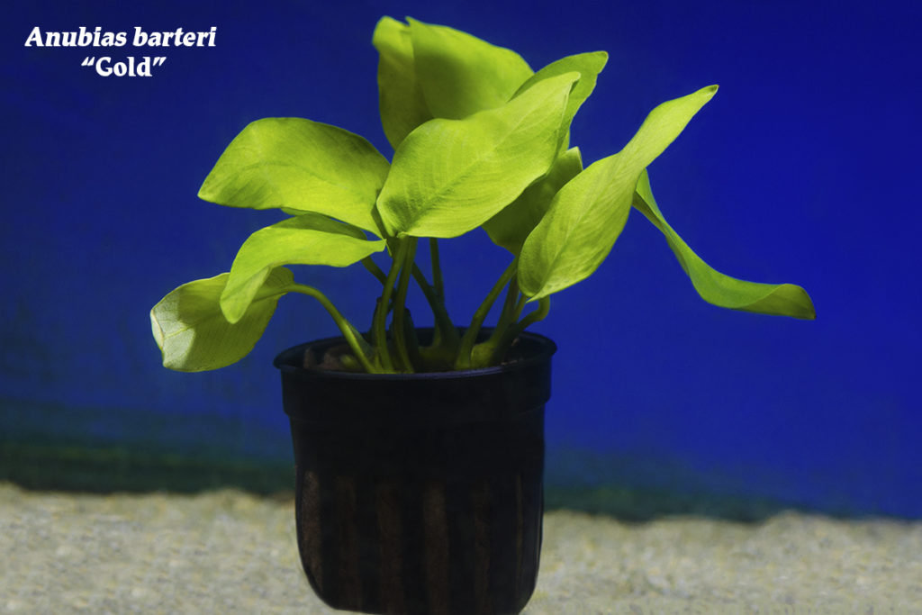 Anubias barteri "Gold", perfect for beginner and veteran aquarists alike!