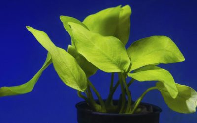 Plant Spotlight: Anubias barteri “Gold”