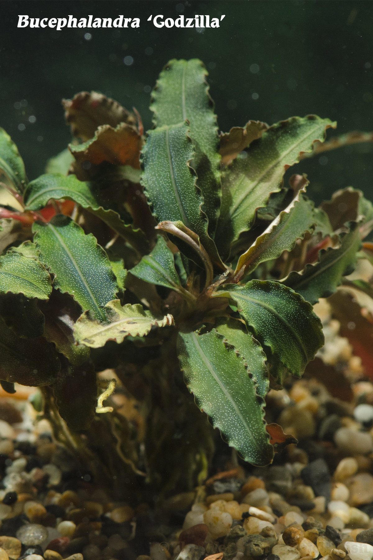 Plant Spotlight: Bucephalandra sp. “Godzilla” - AMAZONAS Magazine