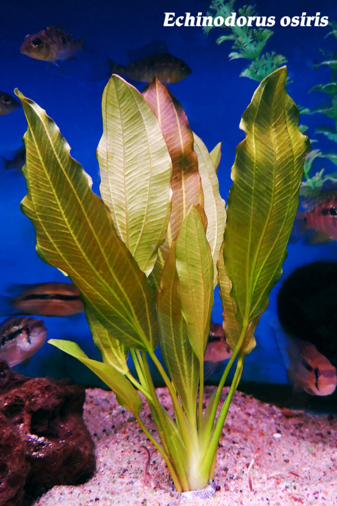 Echinodorus osiris, the Gold Melon Sword Plant