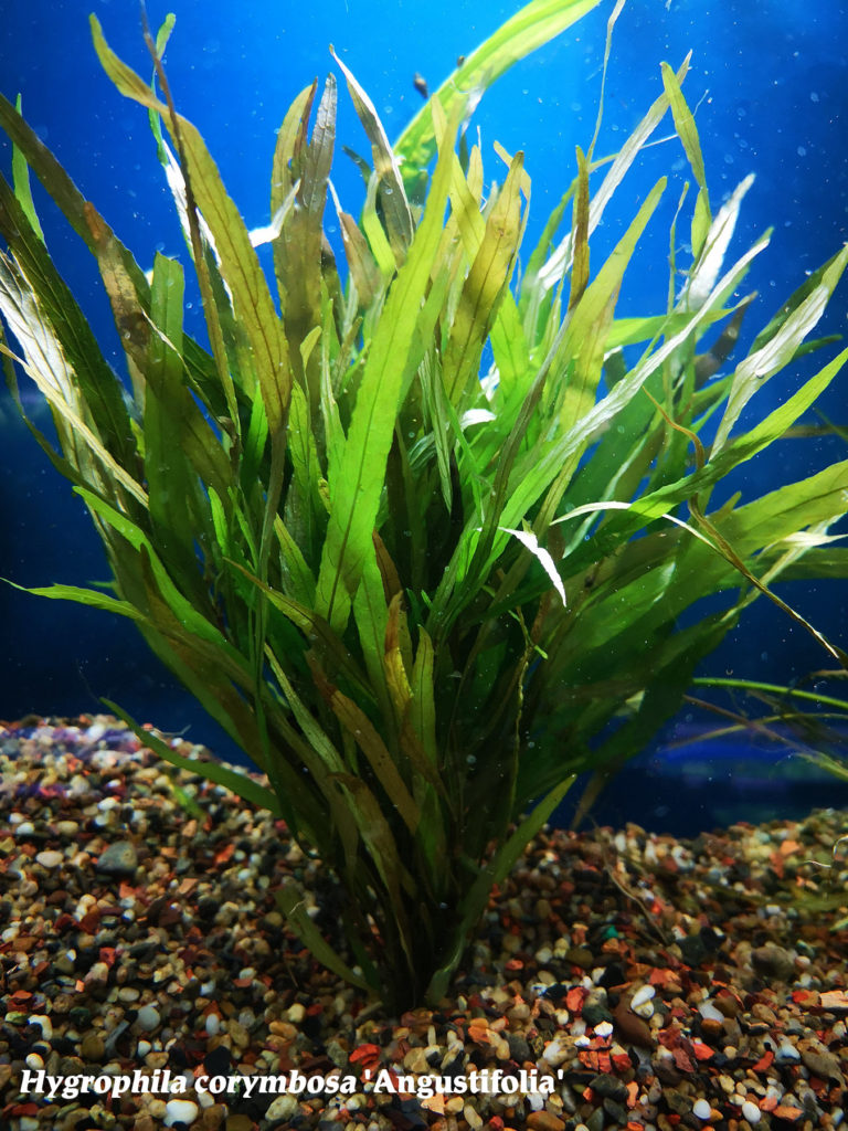 Hygrophila Angustifolia