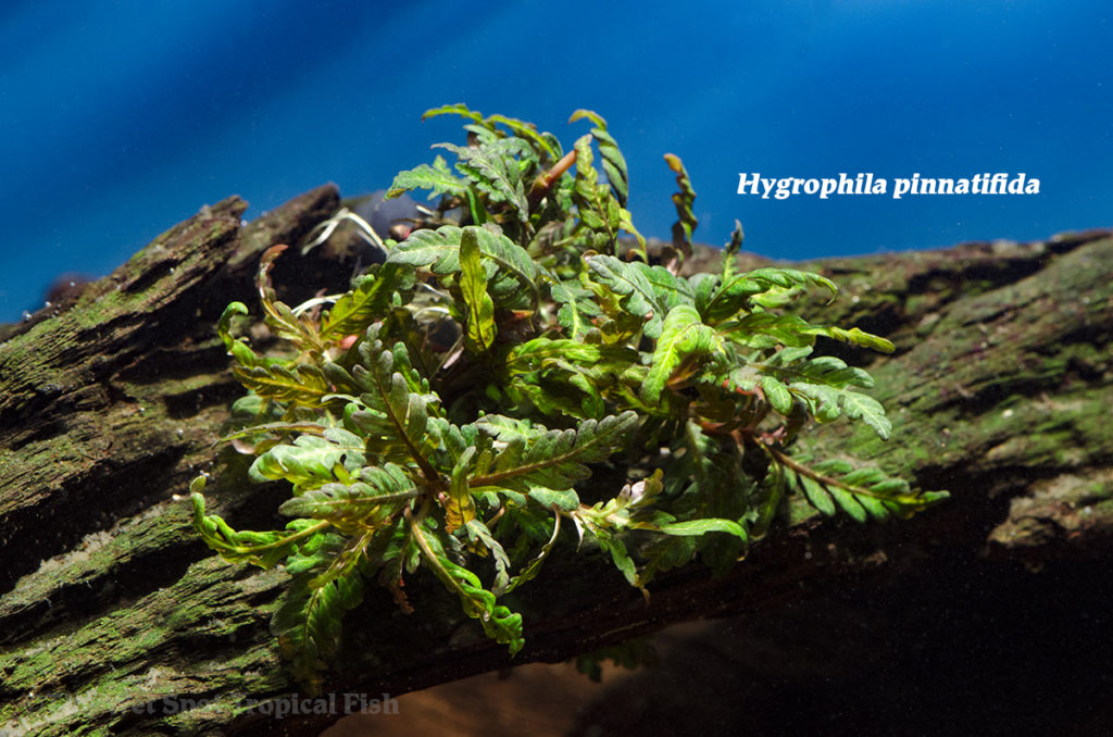 Should aquarists consider the "Miramar Weed", Hygrophila pinnatifida, as an overlooked "fish-proof" aquatic plant?