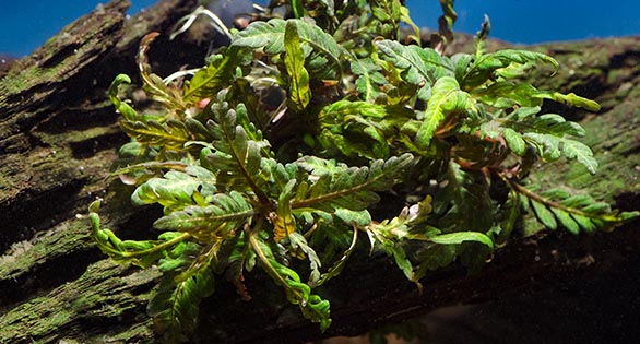 Plant Spotlight: Hygrophila pinnatifida “Miramar Weed”