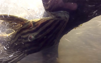 VIDEOS: Evolution of Panta Rhei’s Raging Rapids Tank