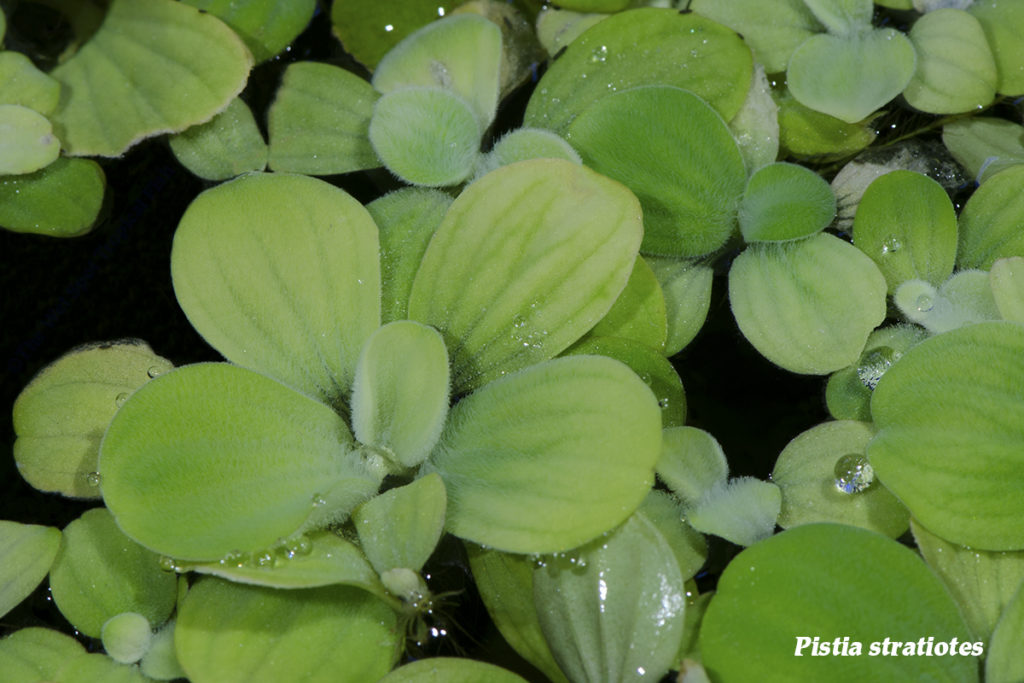 Water Lettuce, Pistia stratiotes, makes a wonderful floating plant. But check your local regulations before adding it to your aquariums and ponds.