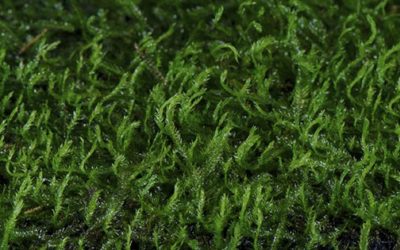 Plant Spotlight: Peacock Moss, Taxiphyllum sp. “Peacock”