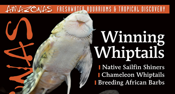 AMAZONAS May/Jun 2019: Winning Whiptails