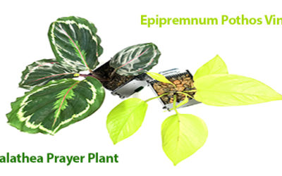 Easy-to-Find Houseplants as Riparium Foliage