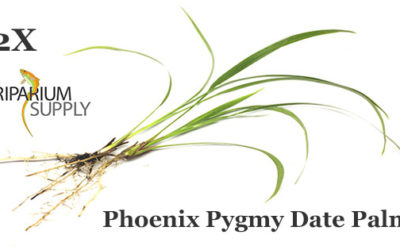 Phoenix Pygmy Date Palm, a new Riparium/Paludarium Plant