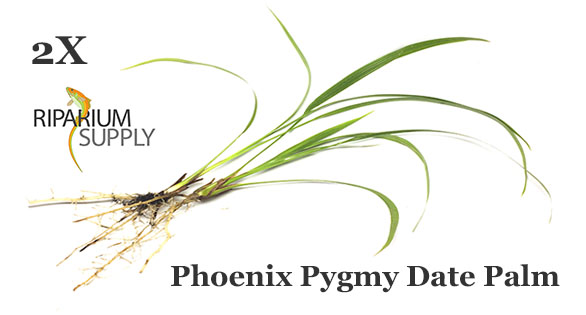 Phoenix Pygmy Date Palm, a new Riparium/Paludarium Plant