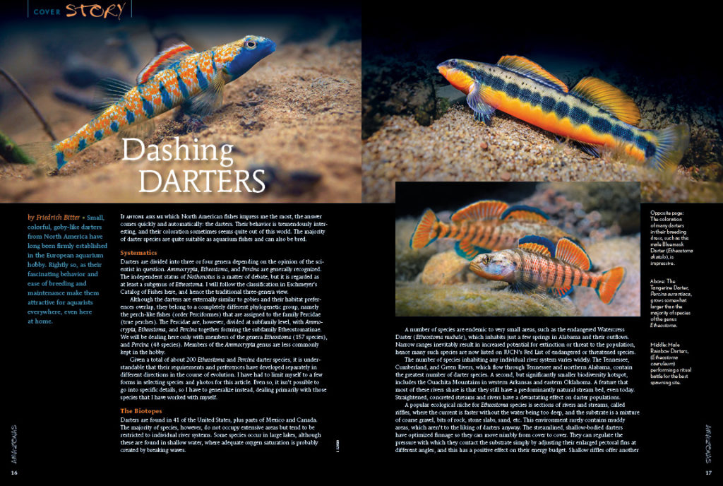 Darters live in 41 of the 50 United States, so you probably have some of these goby-like river gems right in your own backyard! Want to know more? Our AMAZONAS cover story, Dashing Darters, by Friedrich Bitter, gives hints for locations to hunt for darters and the information on how to maintain them in captivity! It can be done and we tell you how!