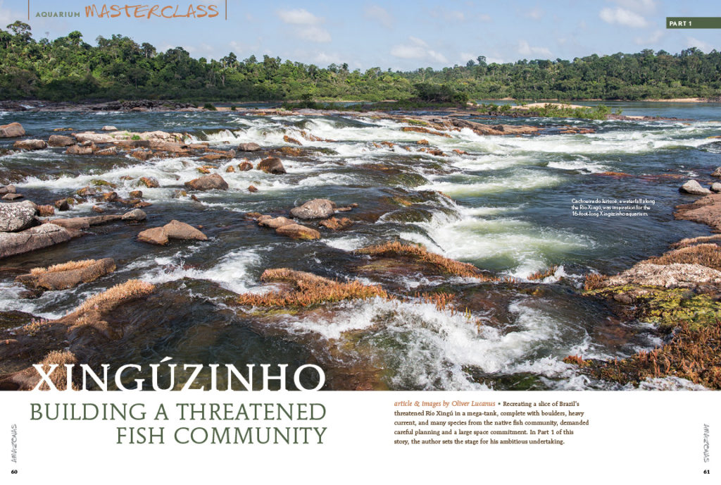 Considering the importance of the Río Xingú as a biodiversity hotspot and the location of major conservation issues, we added some Brazilian flair to this issue! Oliver Lucanus has been studying this river system for years and decided to recreate this threatened habitat in captivity. Follow his journey step-by-step in creating a Río Xingú biotope!