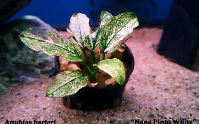 Plant Spotlight: Anubias barteri ‘Nana Pinto White’