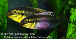 Pelvicachromis-subocellatus-Moanda-The-Wet_Spot