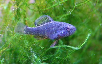 Critically Endangered Spring Pygmy Sunfish Gains New Protections